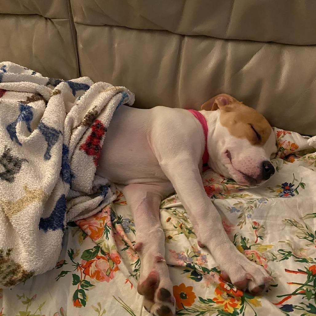 Enlarge Karma, a Adoptable Mixed Breed in Wheeling, IL image 4/6