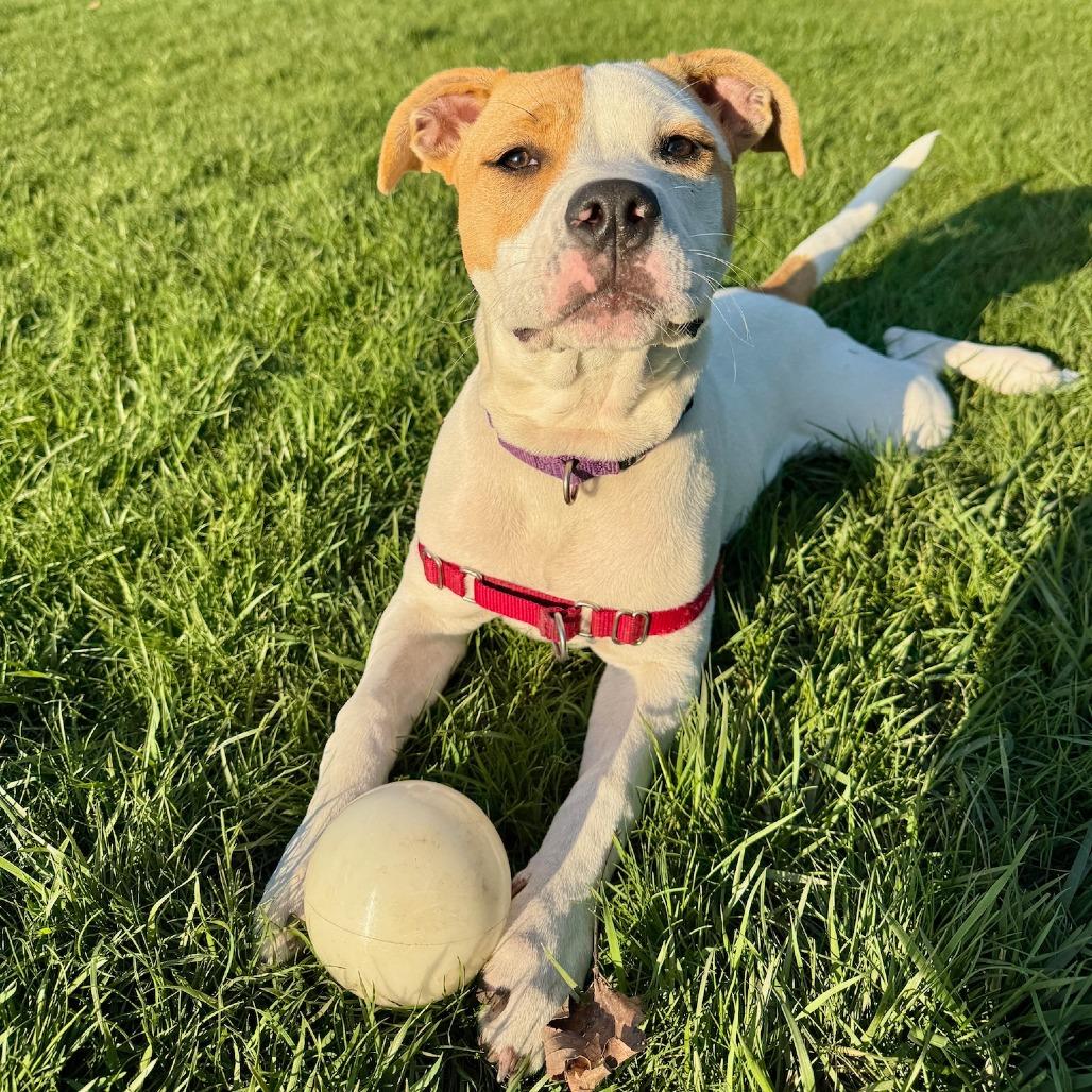 Enlarge Karma, a Adoptable Mixed Breed in Wheeling, IL image 6/6