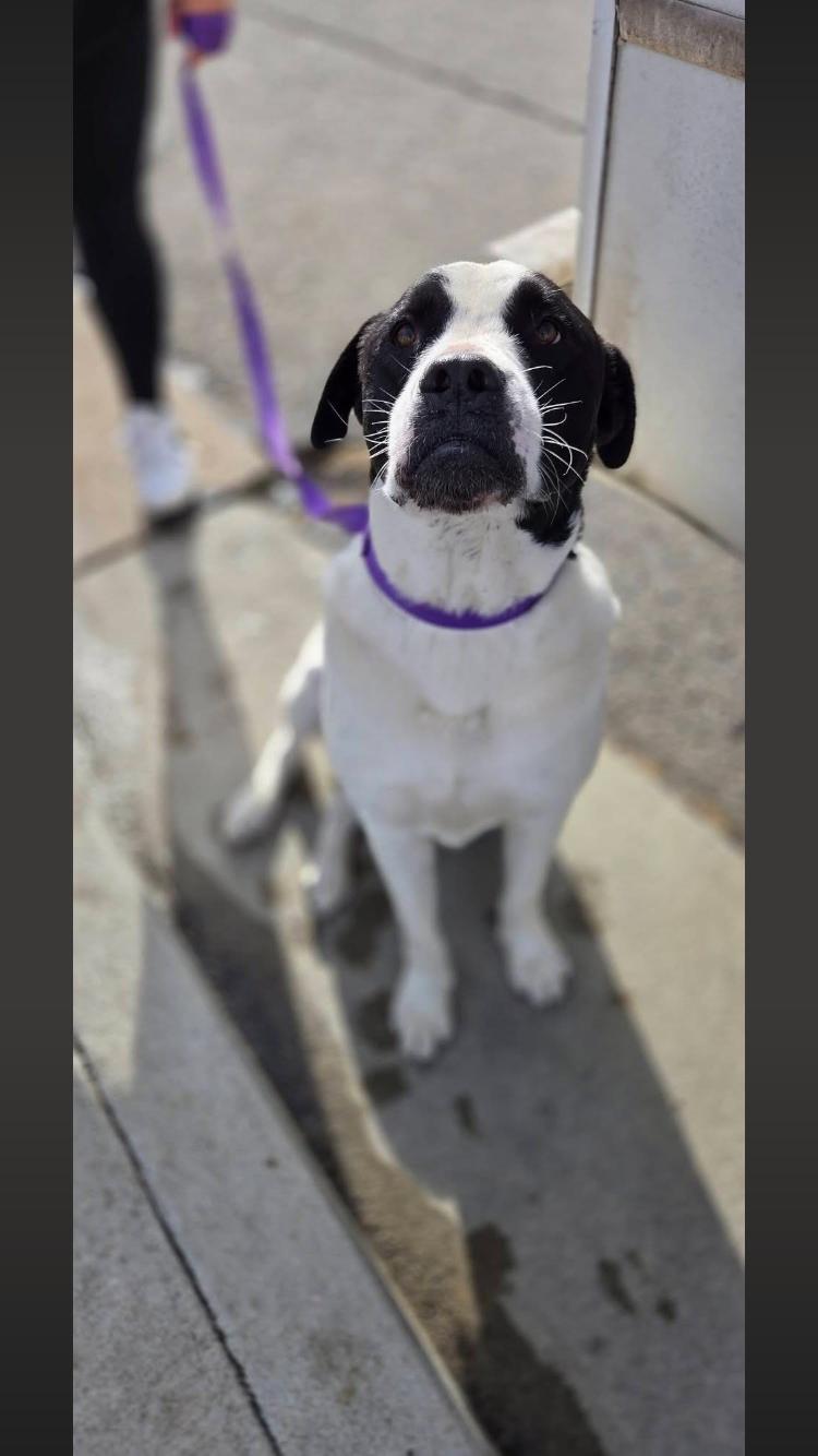 Enlarge Twix, a Adoptable mixed breed in Paradise, TX image 3/6