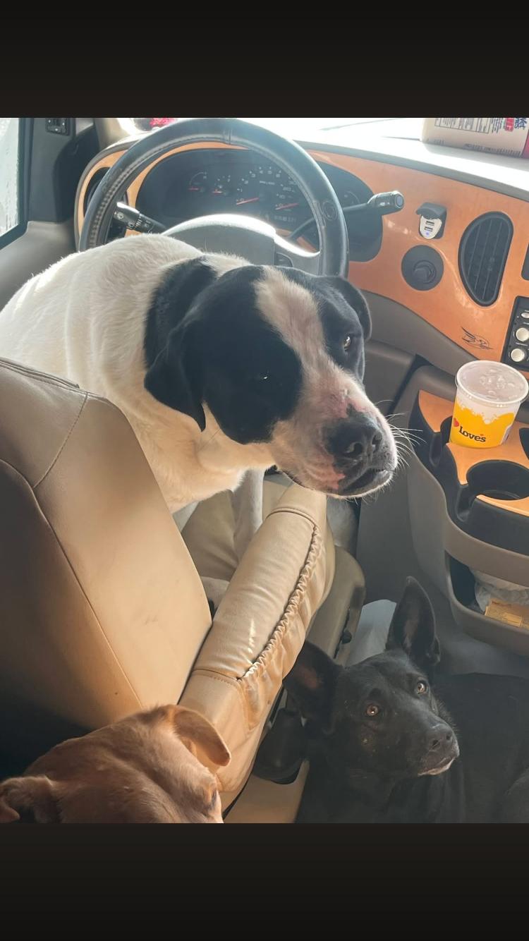 Enlarge Twix, a Adoptable mixed breed in Paradise, TX image 4/6