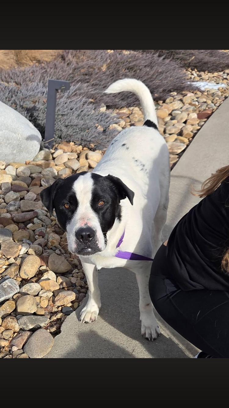 Enlarge Twix, a Adoptable mixed breed in Paradise, TX image 2/6