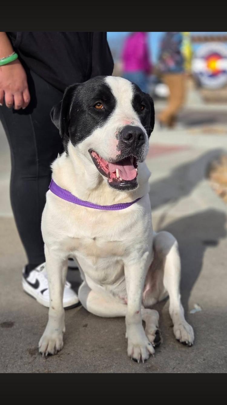 Twix, Adoptable, Young Male Anatolian Shepherd.