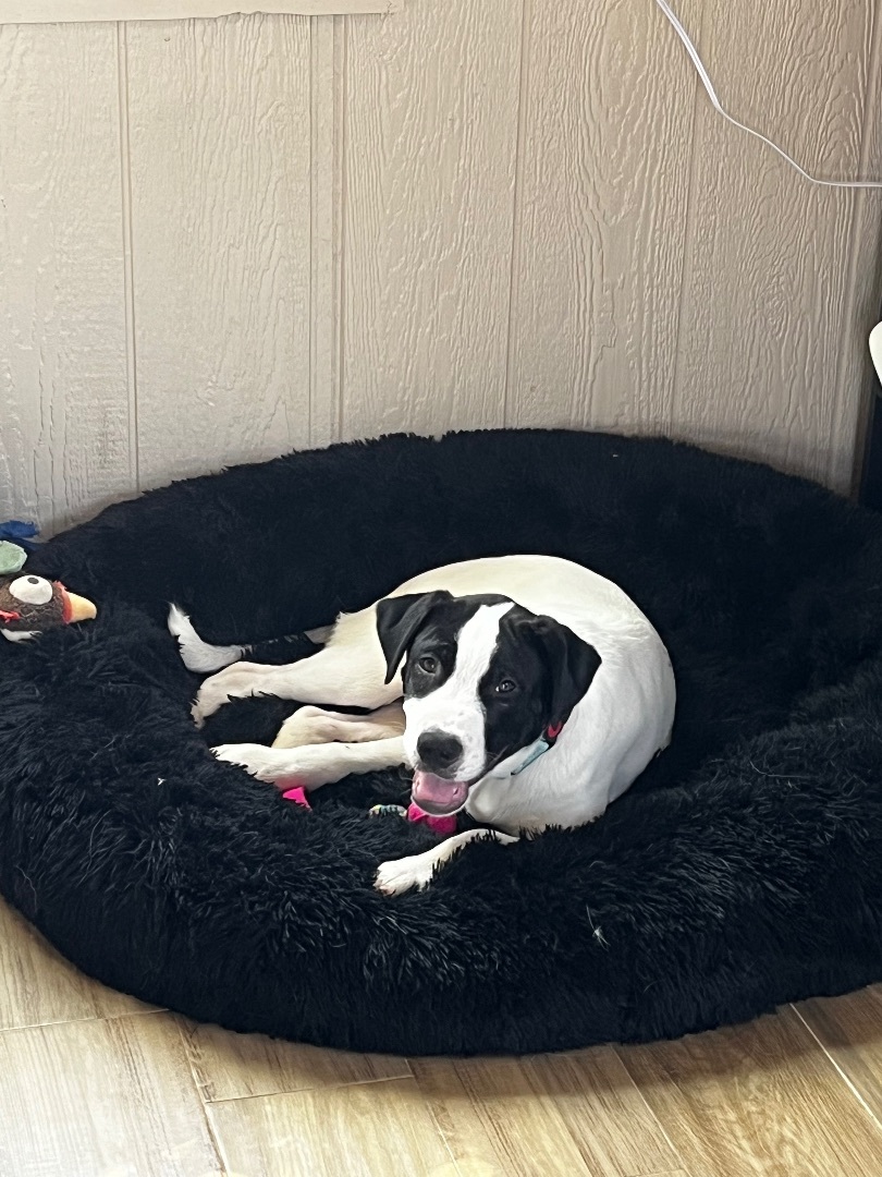 Enlarge Twix, a Adoptable mixed breed in Paradise, TX image 5/6