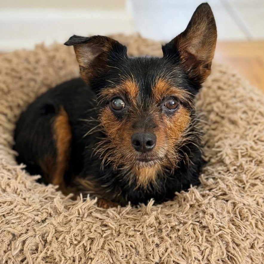 Ellie 3661, adopted, Young Female Cairn Terrier.