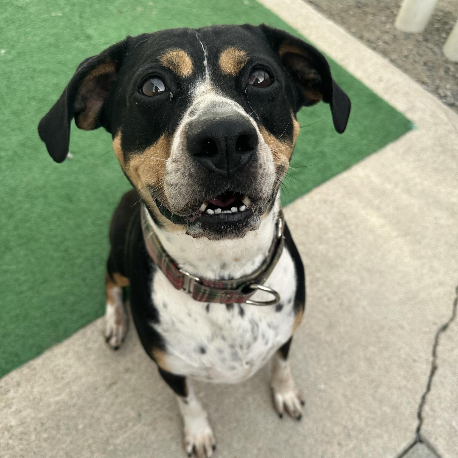 Ducky, a Adoptable Hound in Groton, CT image 6/6