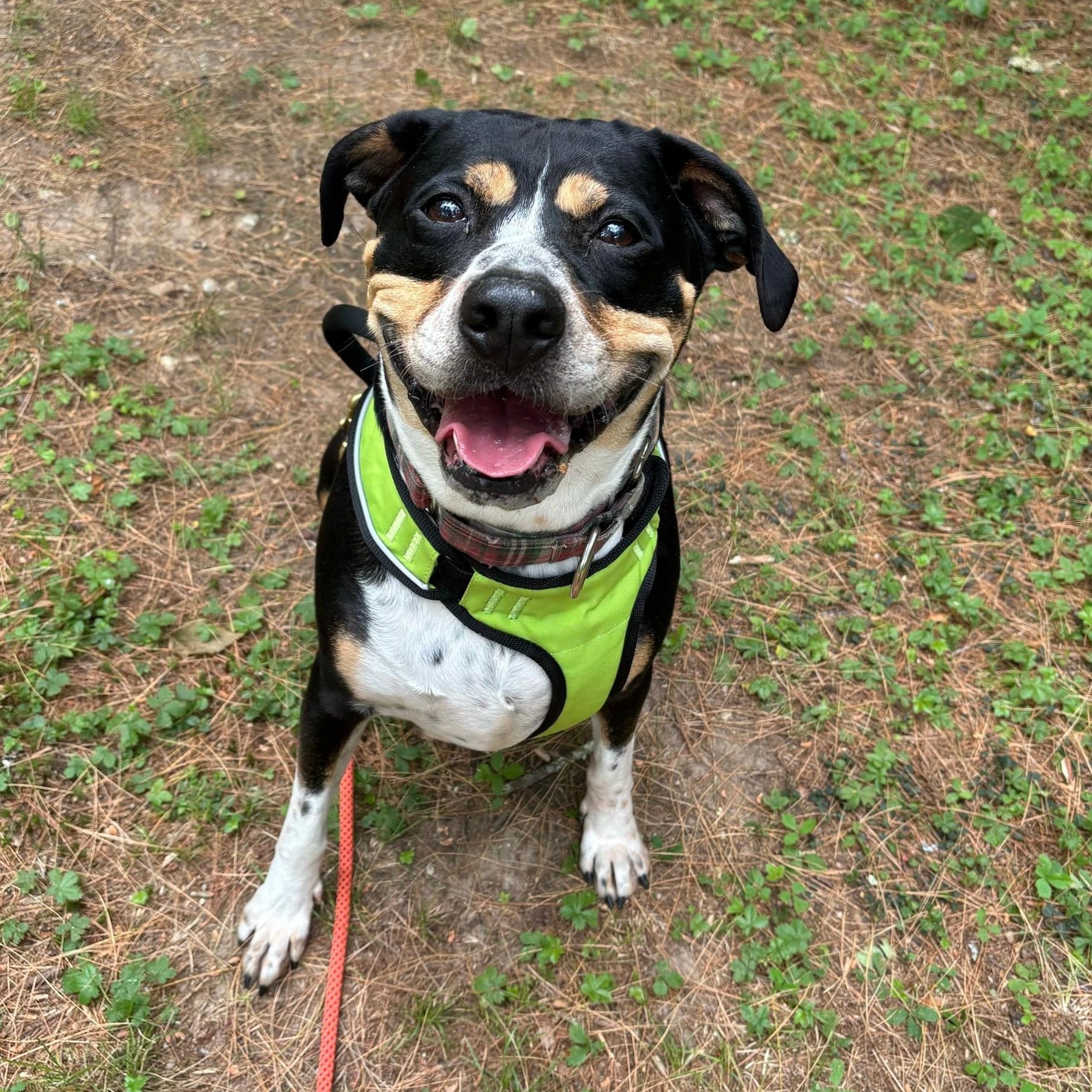 Ducky, a Adoptable Hound in Groton, CT image 4/6