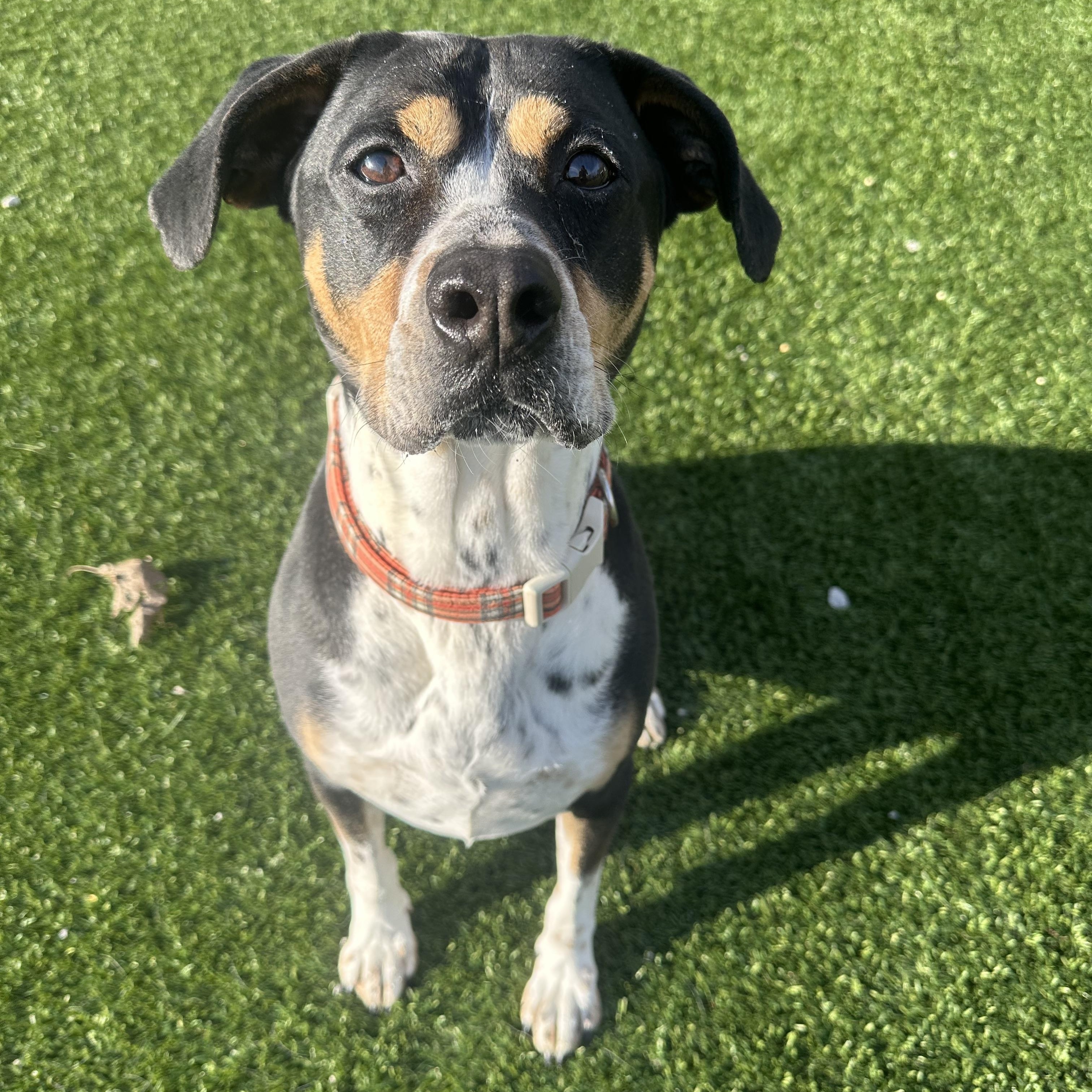 Ducky, Adoptable, Adult Male Hound.