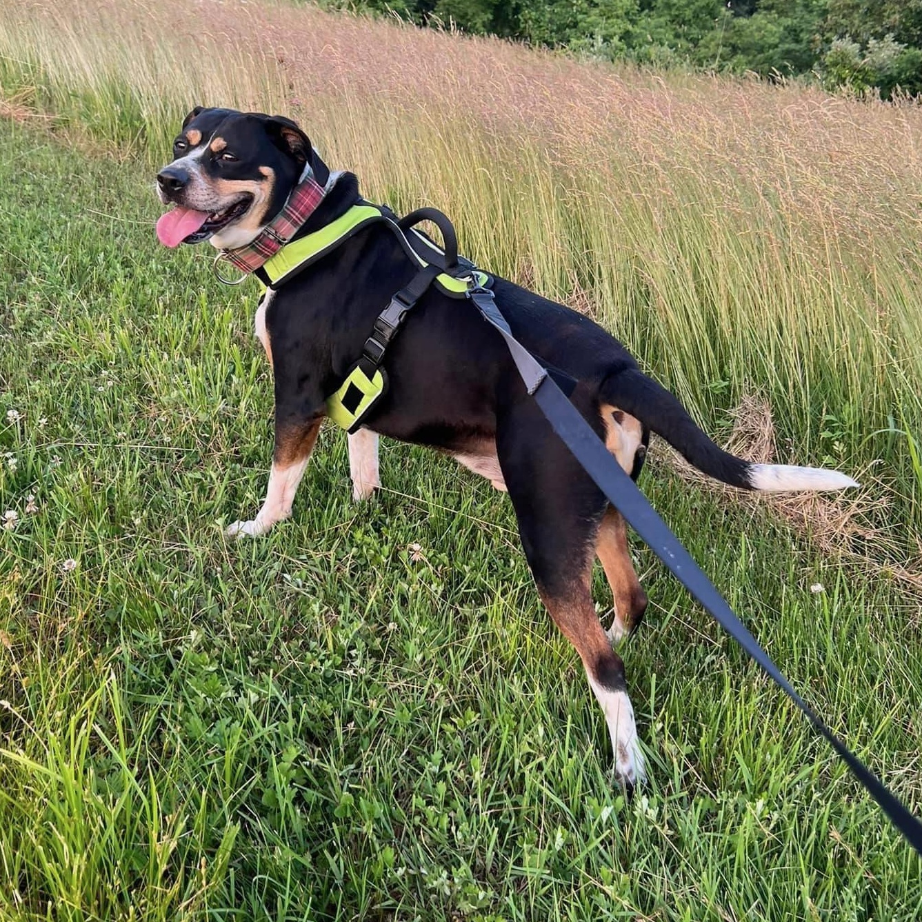 Ducky, a Adoptable Hound in Groton, CT image 5/6