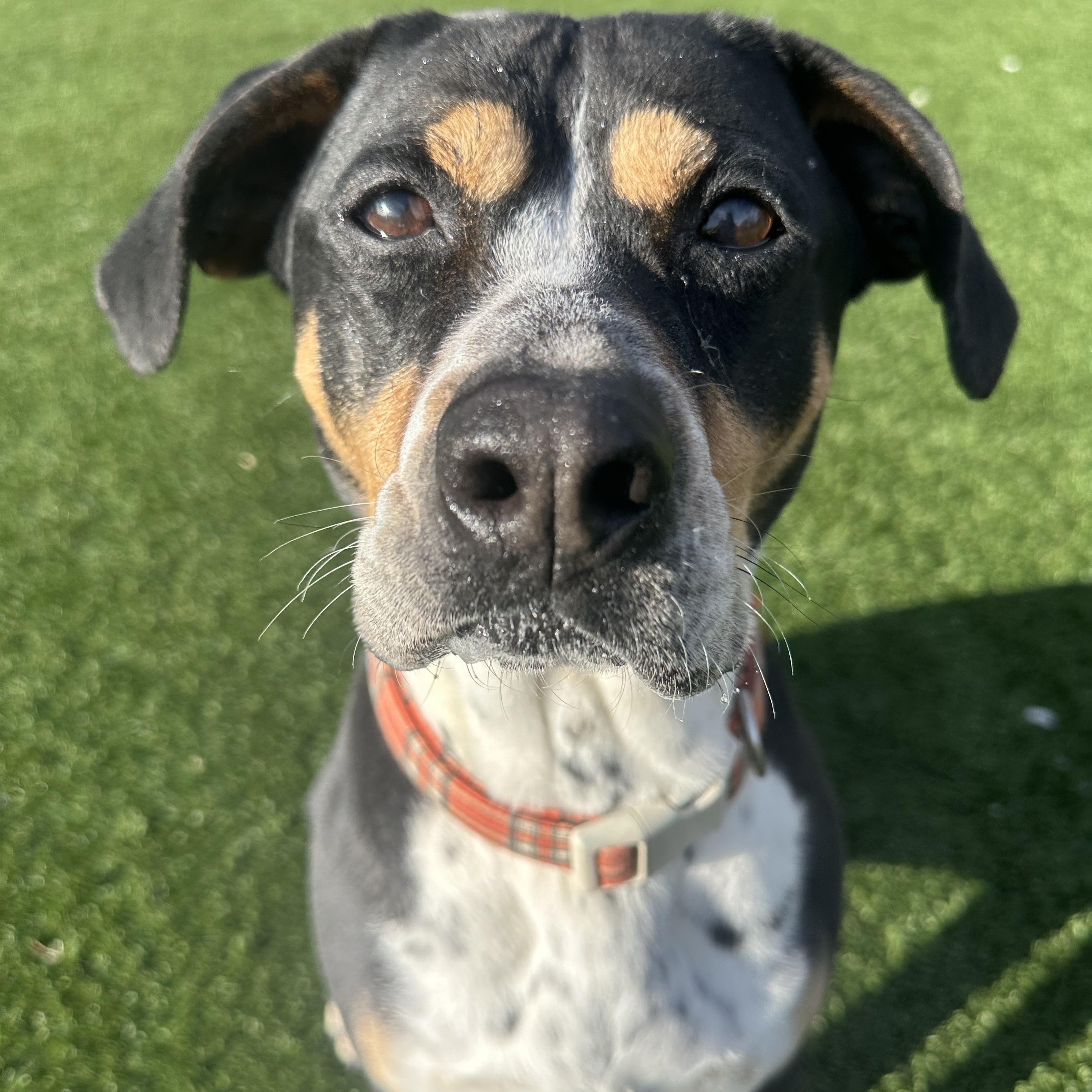 Ducky, a Adoptable Hound in Groton, CT image 2/6