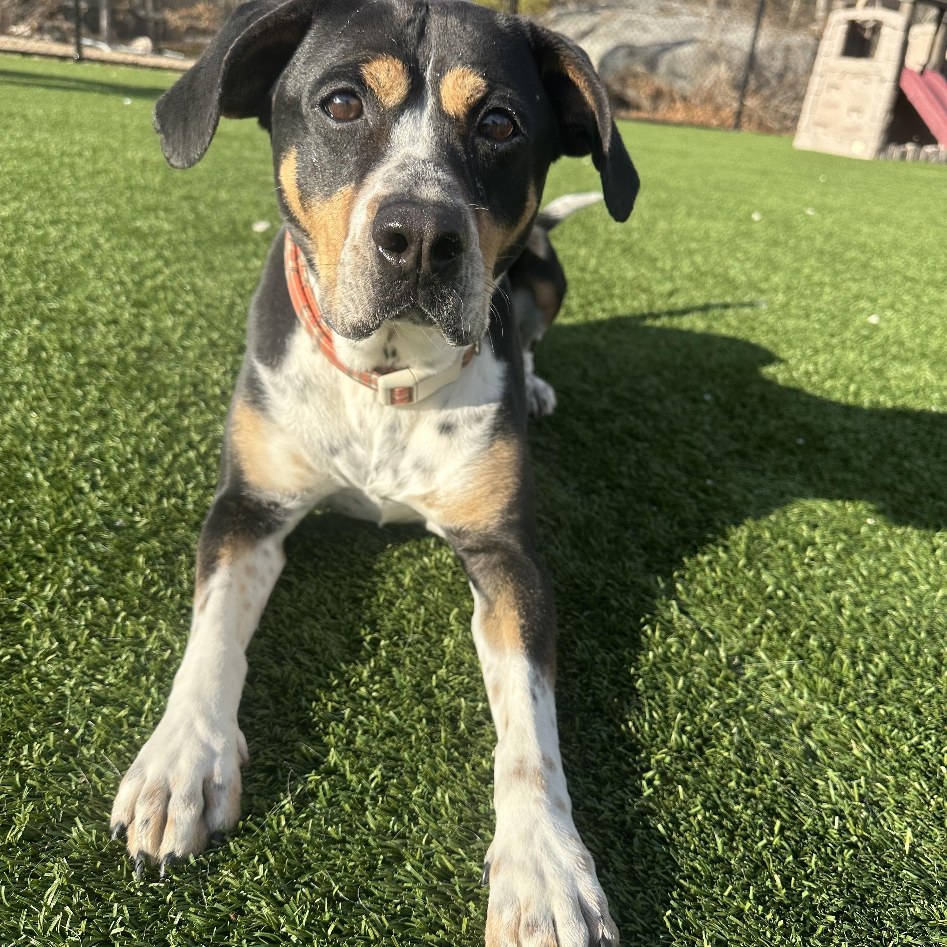 Ducky, a Adoptable Hound in Groton, CT image 3/6