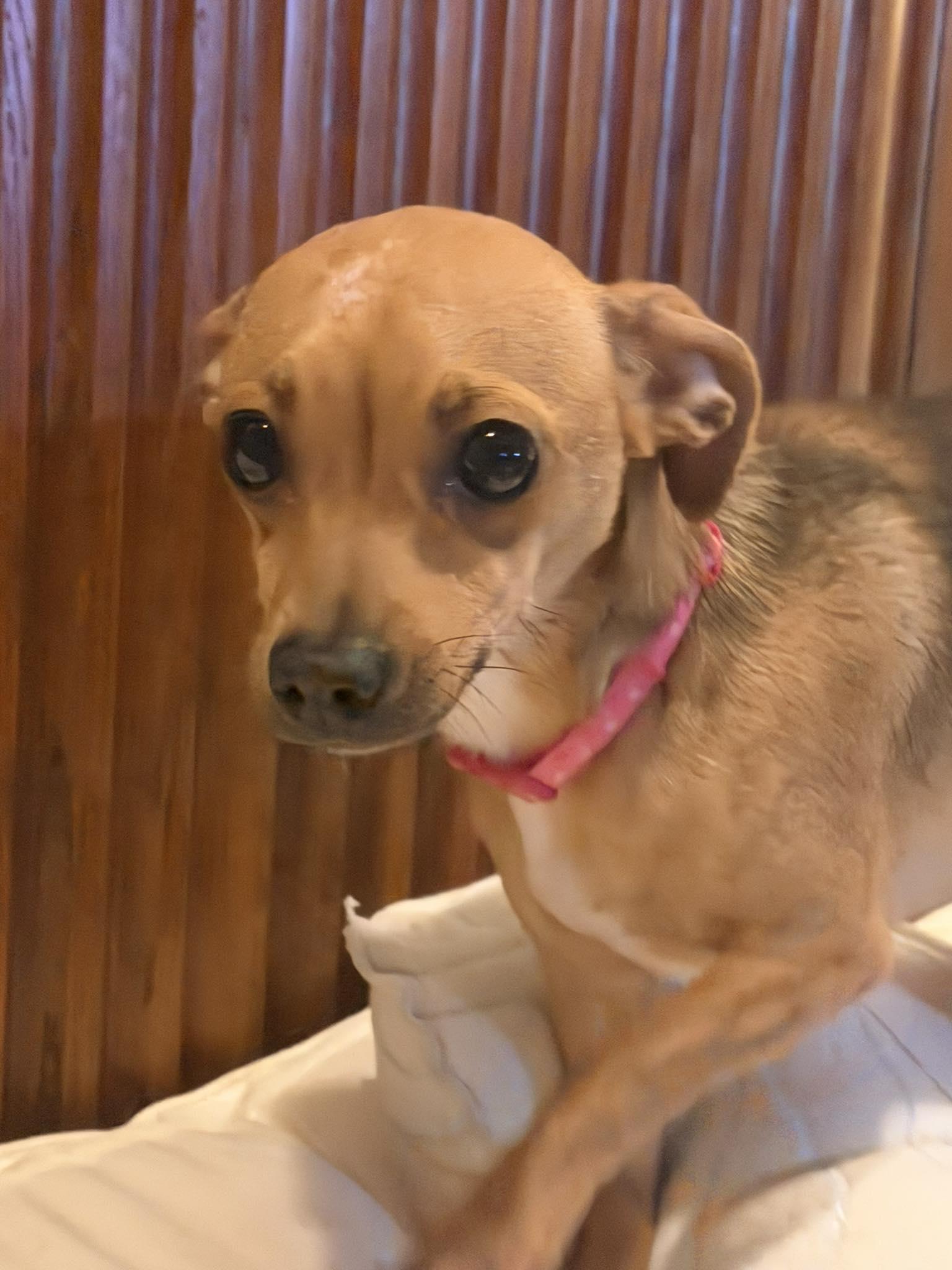 Minnie Claus thumbnail 2