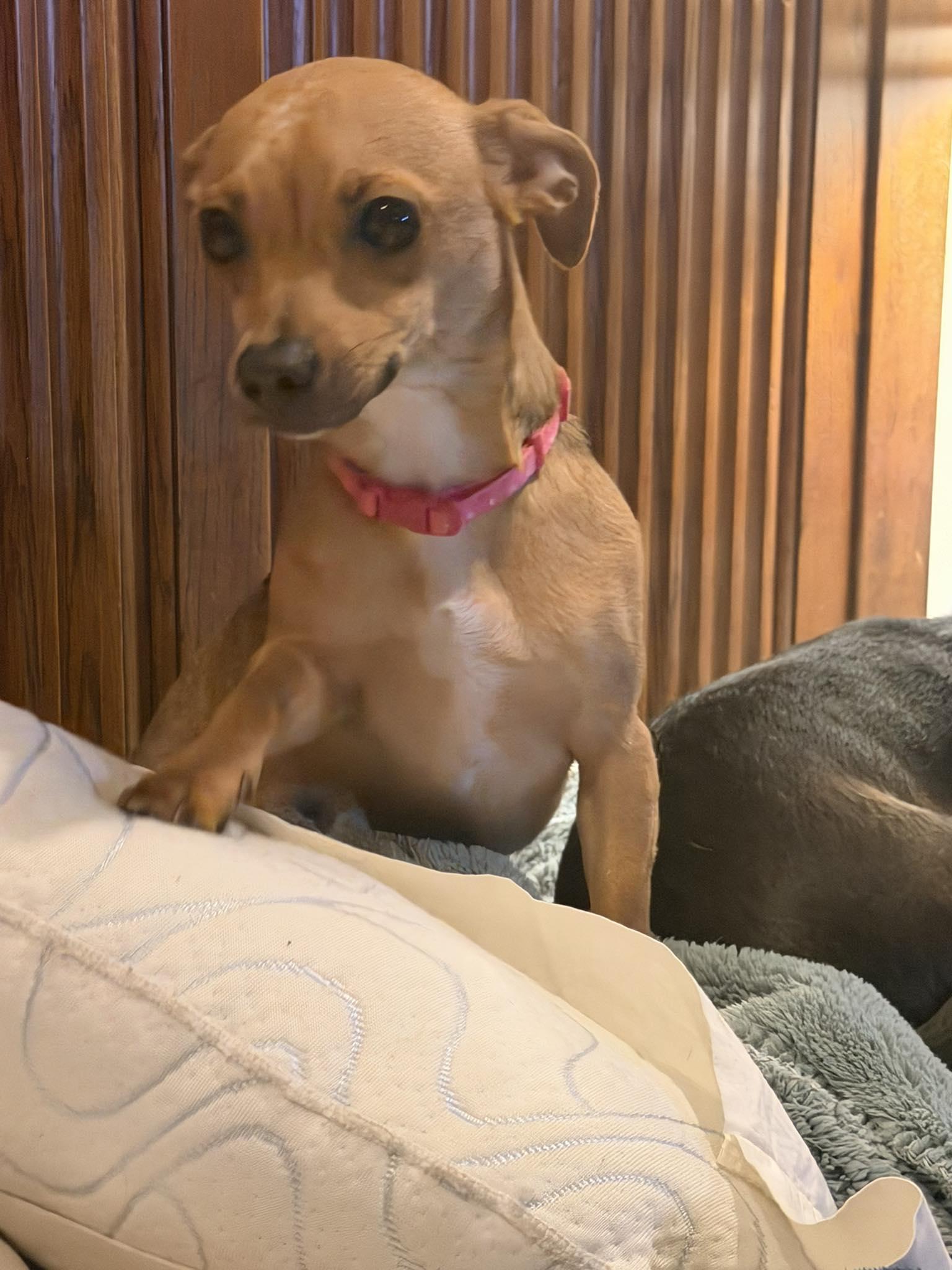 Minnie Claus thumbnail 4