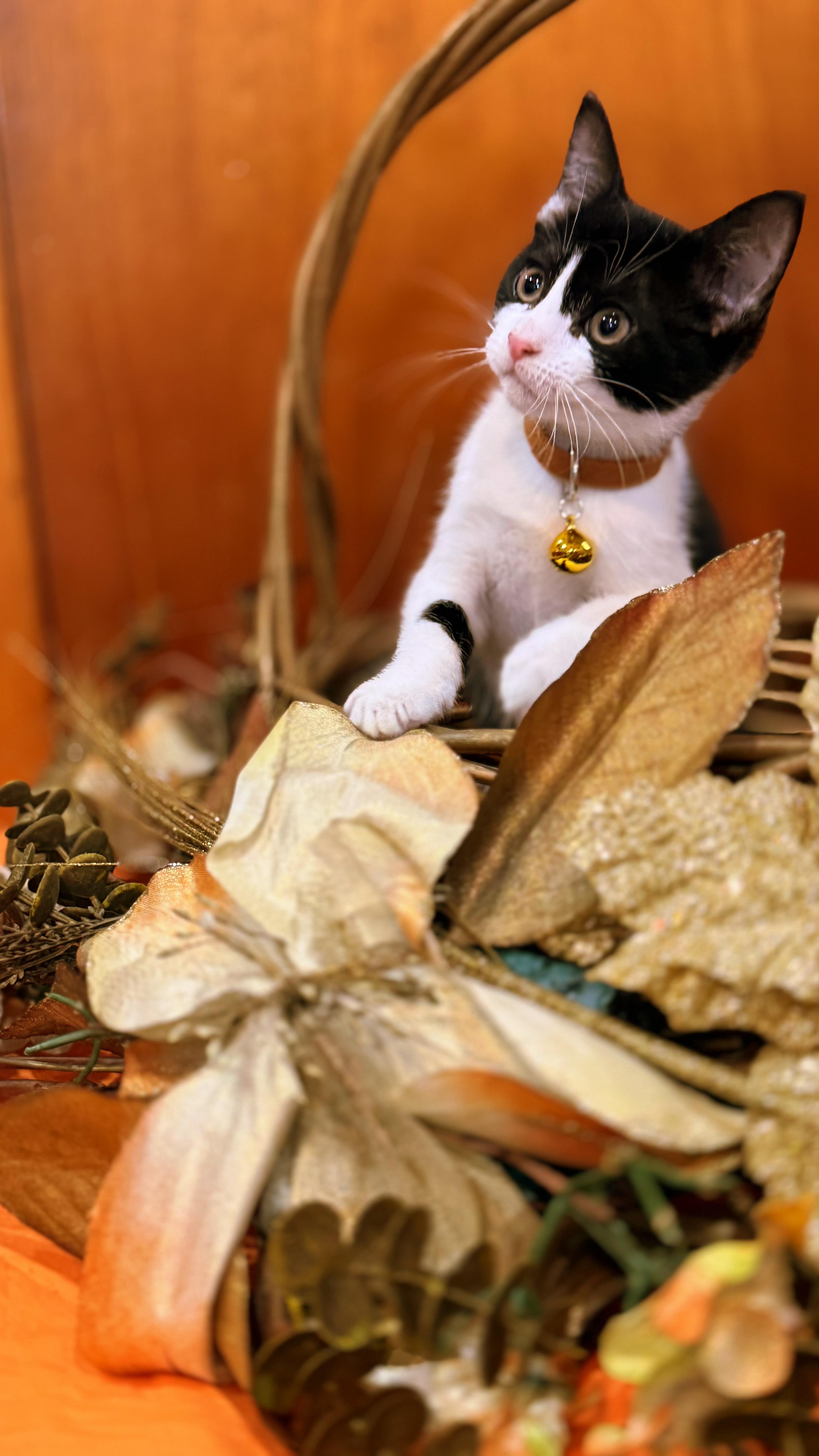 Leona Love thumbnail 4