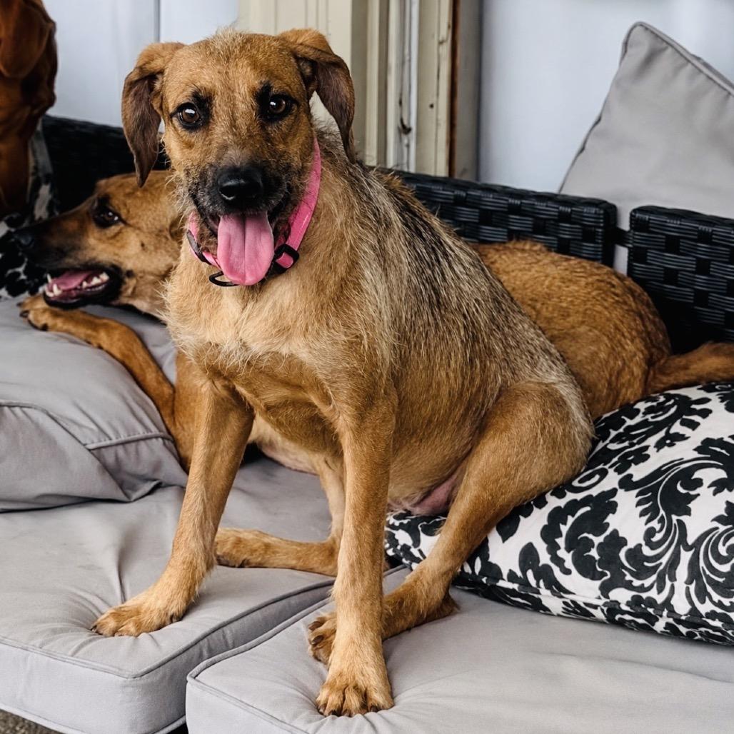 Bree (Bonded to Laura), Adoptable, Young Female Rhodesian Ridgeback & Irish Terrier.