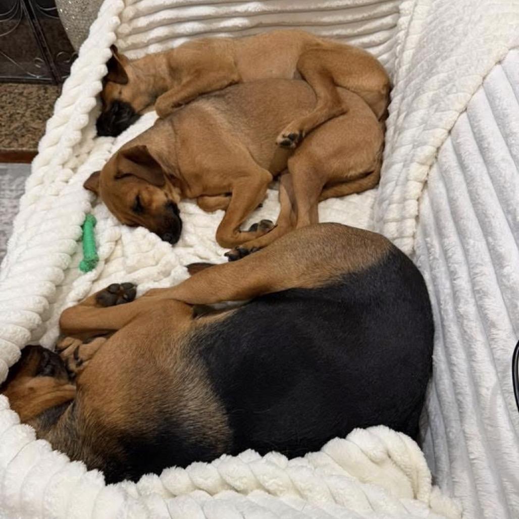 Enlarge Bree (Bonded to Laura), a Adoptable mixed breed in New Orleans, LA image 2/5