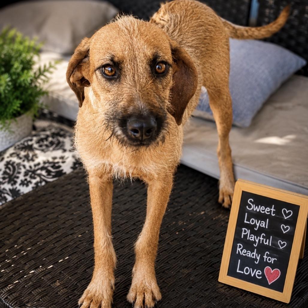 Enlarge Bree (Bonded to Laura), a Adoptable mixed breed in New Orleans, LA image 3/5