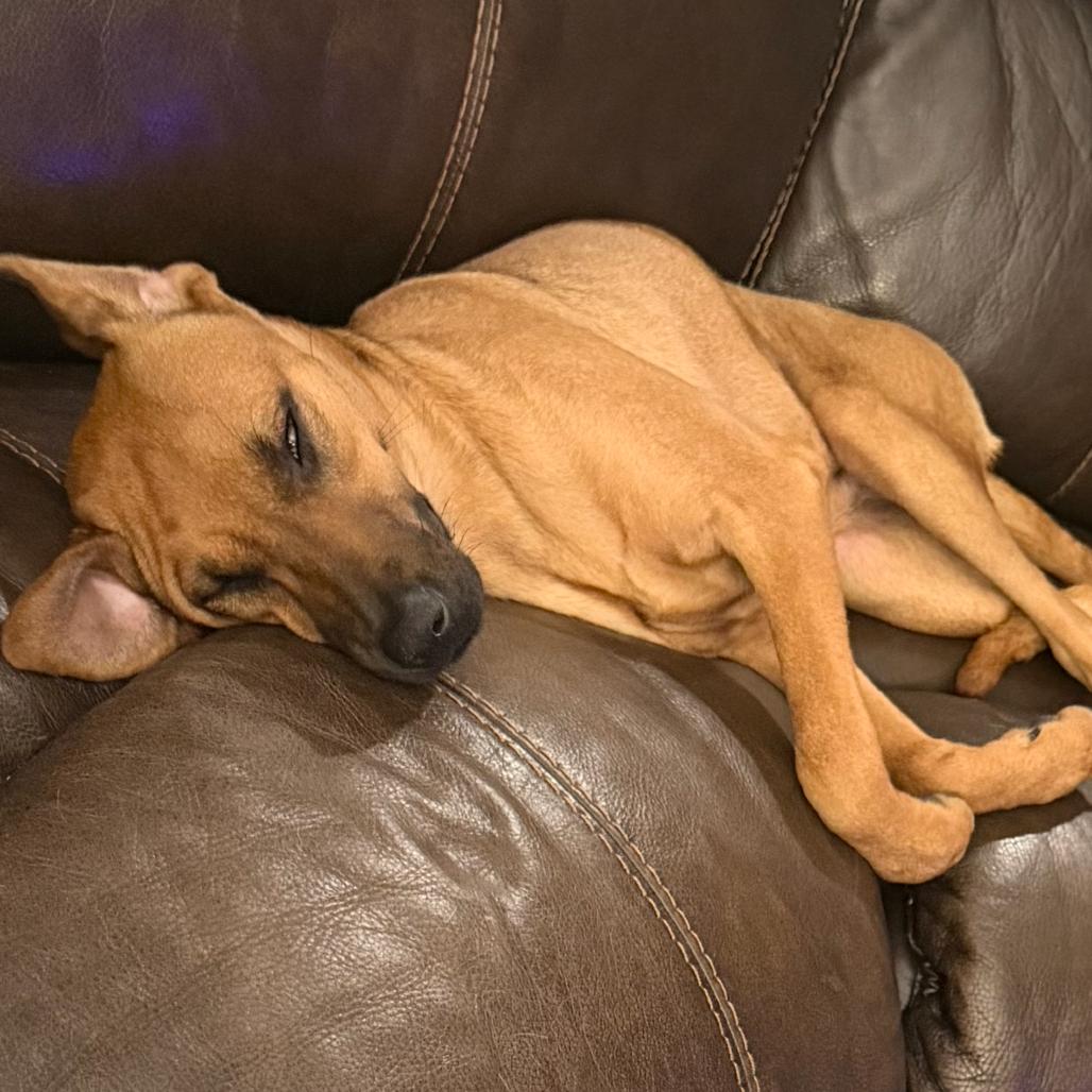 Enlarge Bree (Bonded to Laura), a Adoptable mixed breed in New Orleans, LA image 5/5