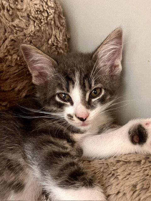 Enlarge Winton, a Adoptable Domestic Short Hair in Webster, WI image 1/3