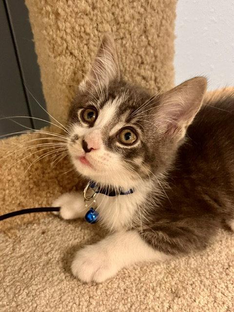 Enlarge Winton, a Adoptable Domestic Short Hair in Webster, WI image 2/3