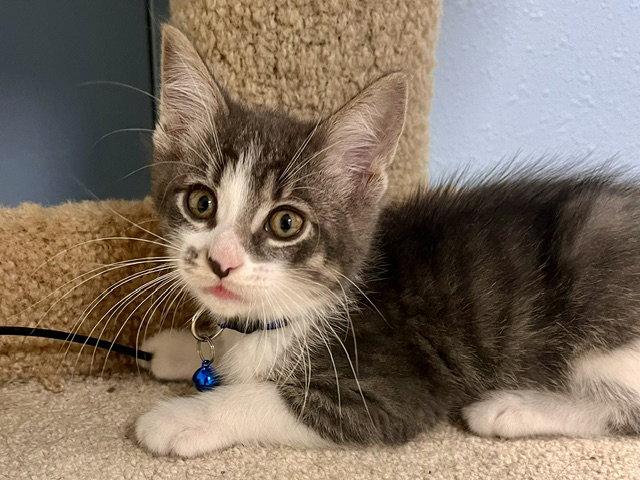 Enlarge Winton, a Adoptable Domestic Short Hair in Webster, WI image 3/3