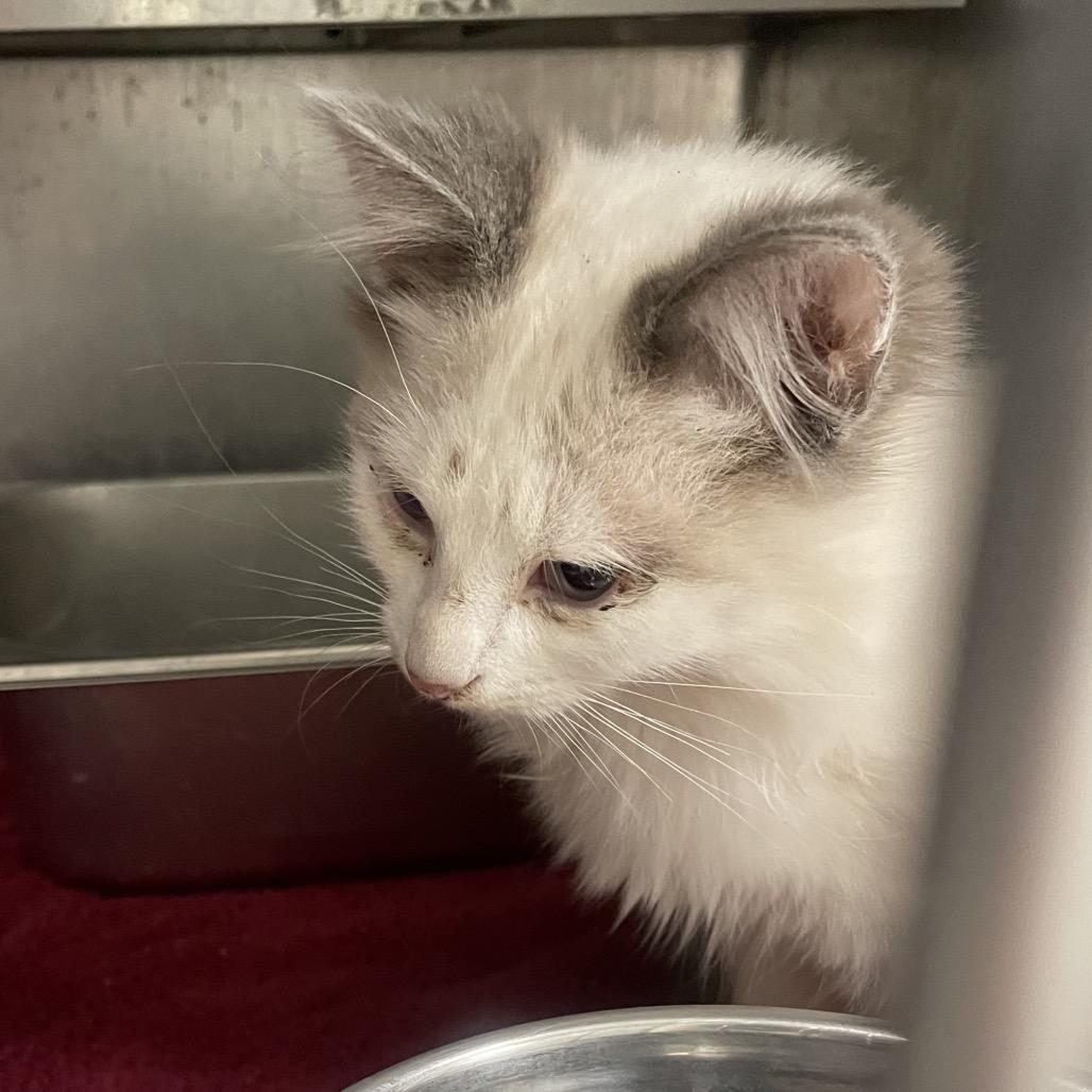 Enlarge Finley, a Adoptable Domestic Medium Hair in Galax, VA image 1/1