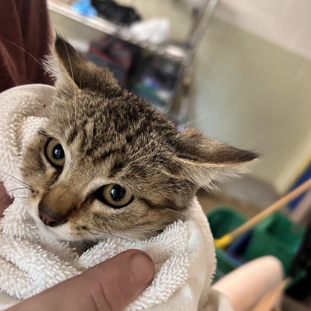 John B, Adoptable, Kitten Male Domestic Short Hair.