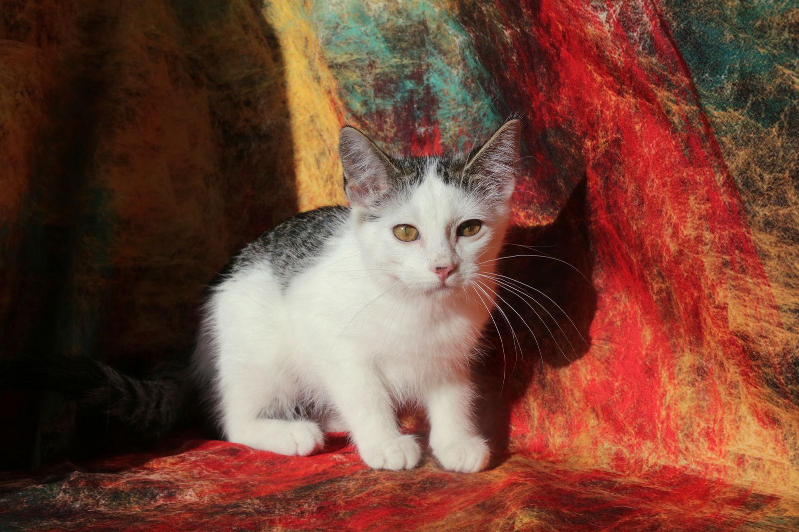 Enlarge Riggs (FeLV+), a Adoptable Domestic Short Hair image 1/3