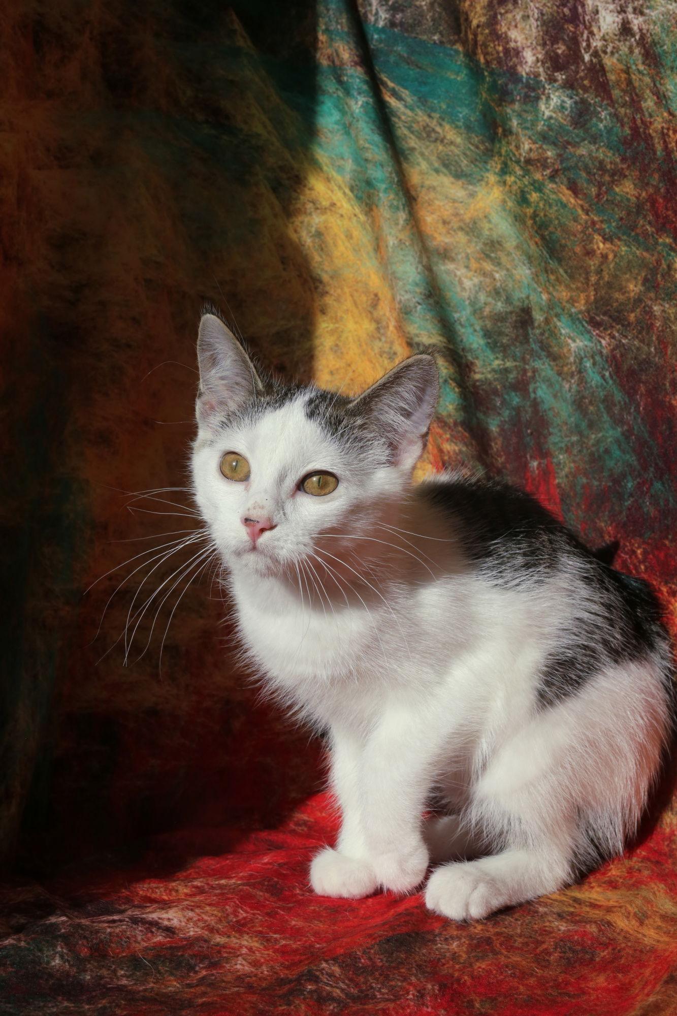 Enlarge Riggs (FeLV+), a Adoptable Domestic Short Hair image 2/3