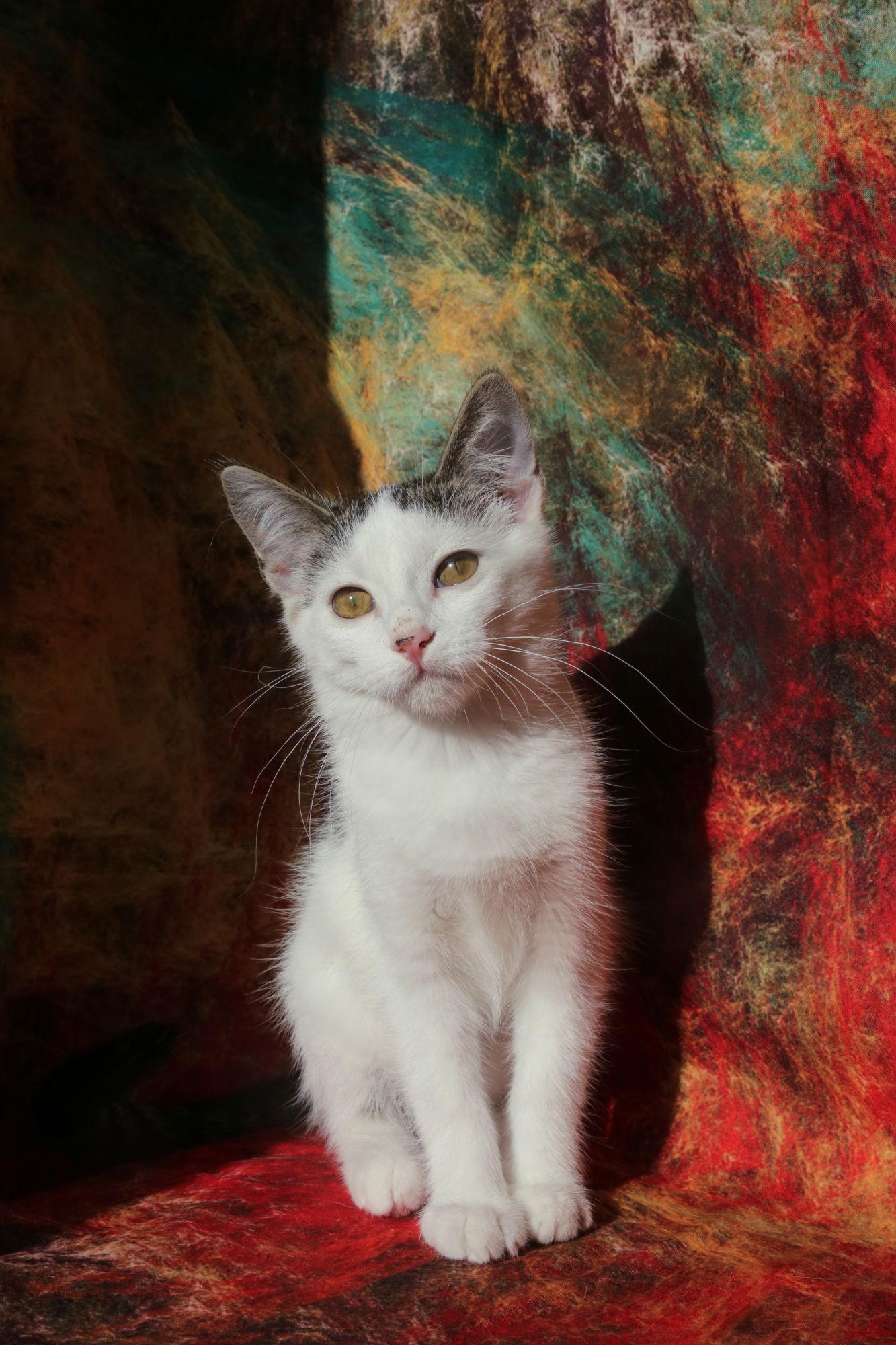 Enlarge Riggs (FeLV+), a Adoptable Domestic Short Hair image 3/3