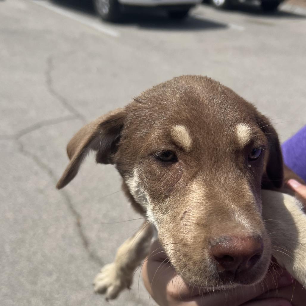 Dunkin', Adoptable, Puppy Male Australian Shepherd & Mixed Breed.
