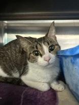 Dorothy, ADOPTABLE, Young Female Domestic Short Hair.