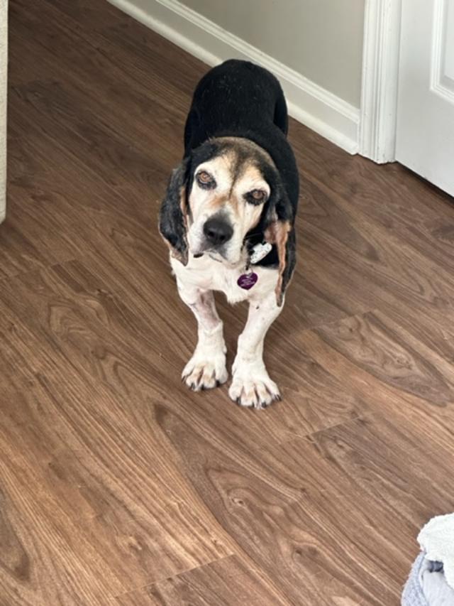 Chaplin, a Adoptable Beagle in Williamsburg, VA image 1/6