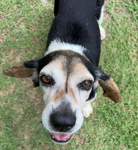 Chaplin, a Adoptable Beagle in Williamsburg, VA image 2/6