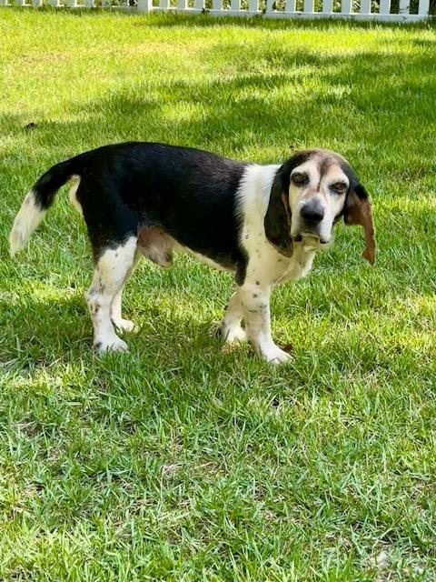 Chaplin, a Adoptable Beagle in Williamsburg, VA image 3/6