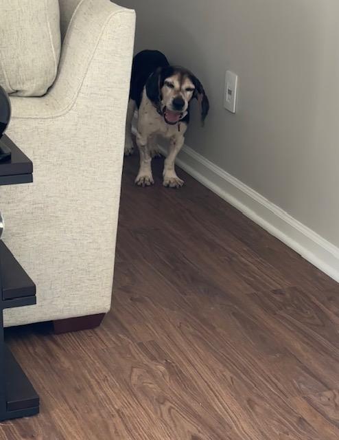 Chaplin, a Adoptable Beagle in Williamsburg, VA image 4/6