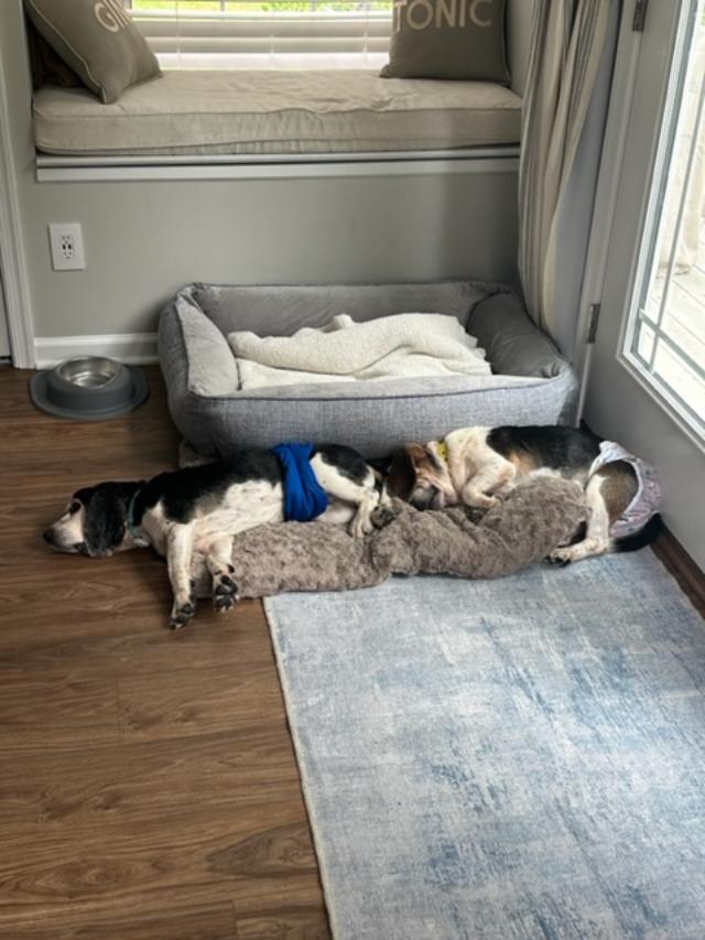 Chaplin, a Adoptable Beagle in Williamsburg, VA image 5/6