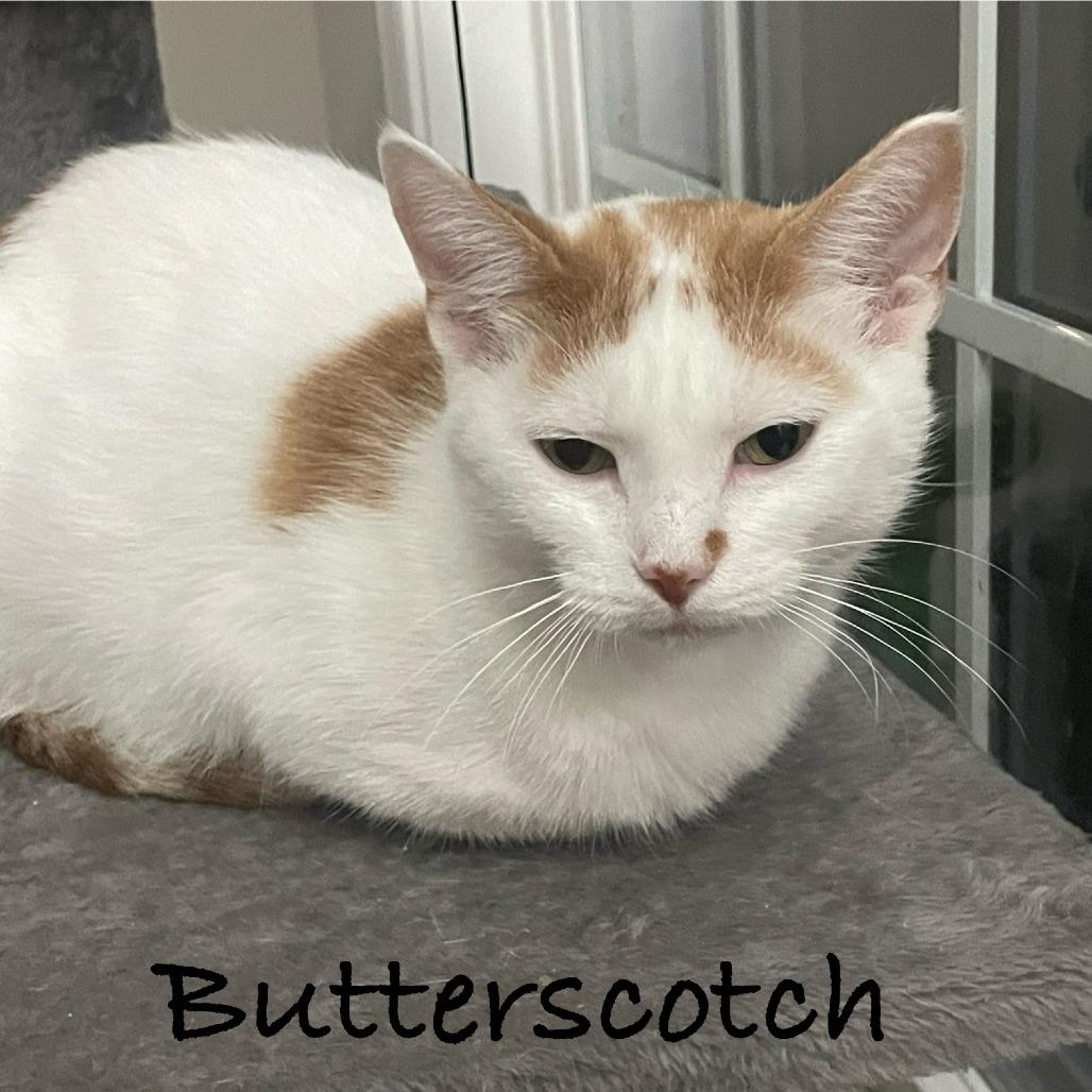 Enlarge Butterscotch, a Adoptable Domestic Short Hair in Carmel, IN image 1/2