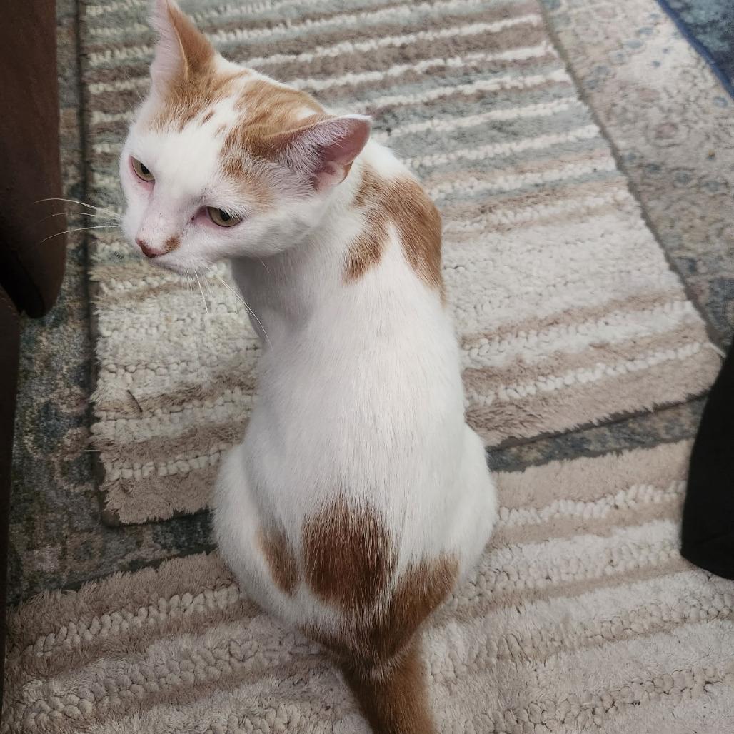 Enlarge Butterscotch, a Adoptable Domestic Short Hair in Carmel, IN image 2/2