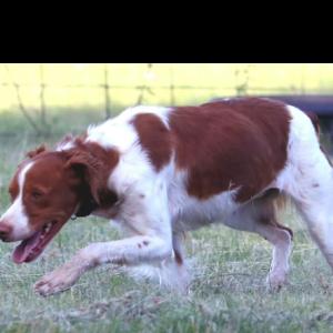 Enlarge NELLIE  #20041638  Texas, a Adopted Brittany Spaniel in Fulshear, TX image 1/2