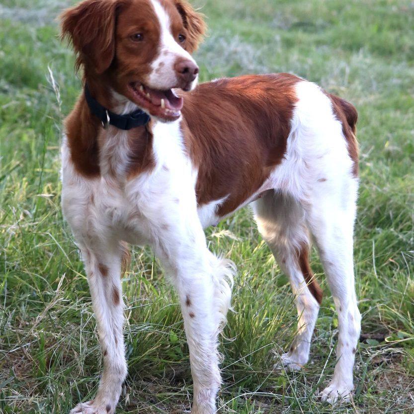 Enlarge NELLIE  #20041638  Texas, a Adopted Brittany Spaniel in Fulshear, TX image 2/2