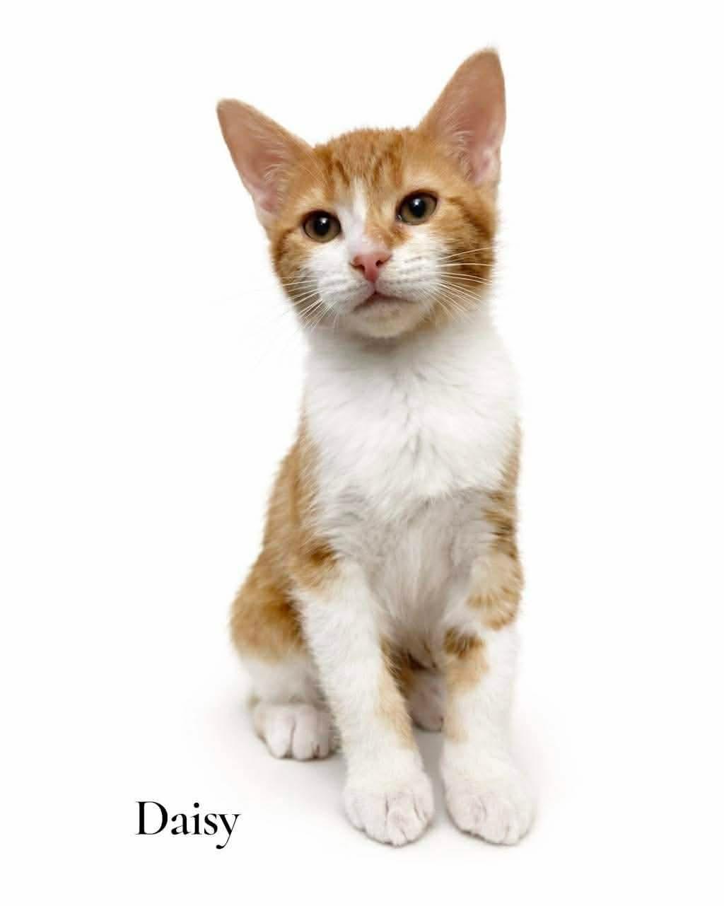 Daisy, ADOPTABLE, Kitten Female Domestic Short Hair.