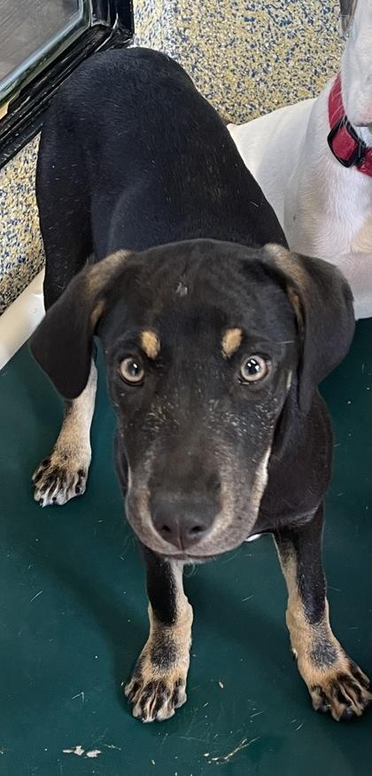 Alice, Adoptable, Puppy Female Mixed Breed.