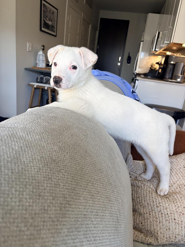 Enlarge Linus, a Adoptable mixed breed in Denver, CO image 1/6