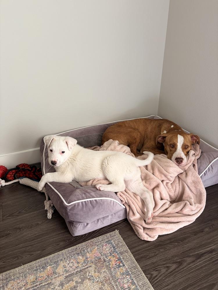 Enlarge Linus, a Adoptable mixed breed in Denver, CO image 2/6