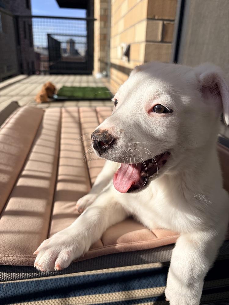 Enlarge Linus, a Adoptable mixed breed in Denver, CO image 4/6