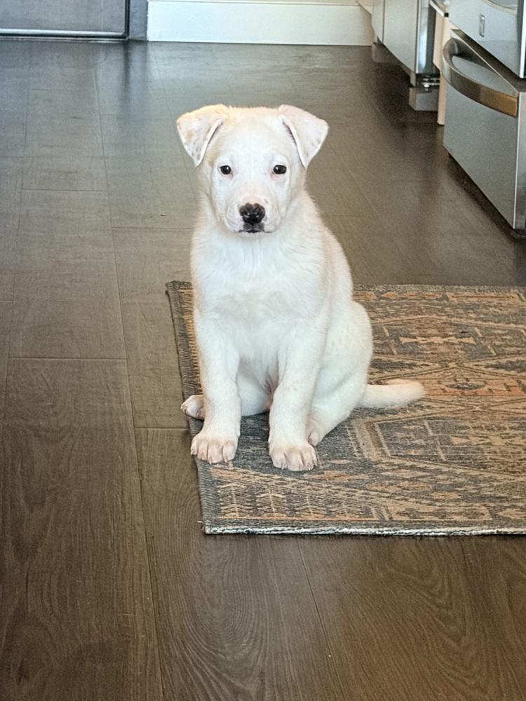 Enlarge Linus, a Adoptable mixed breed in Denver, CO image 5/6