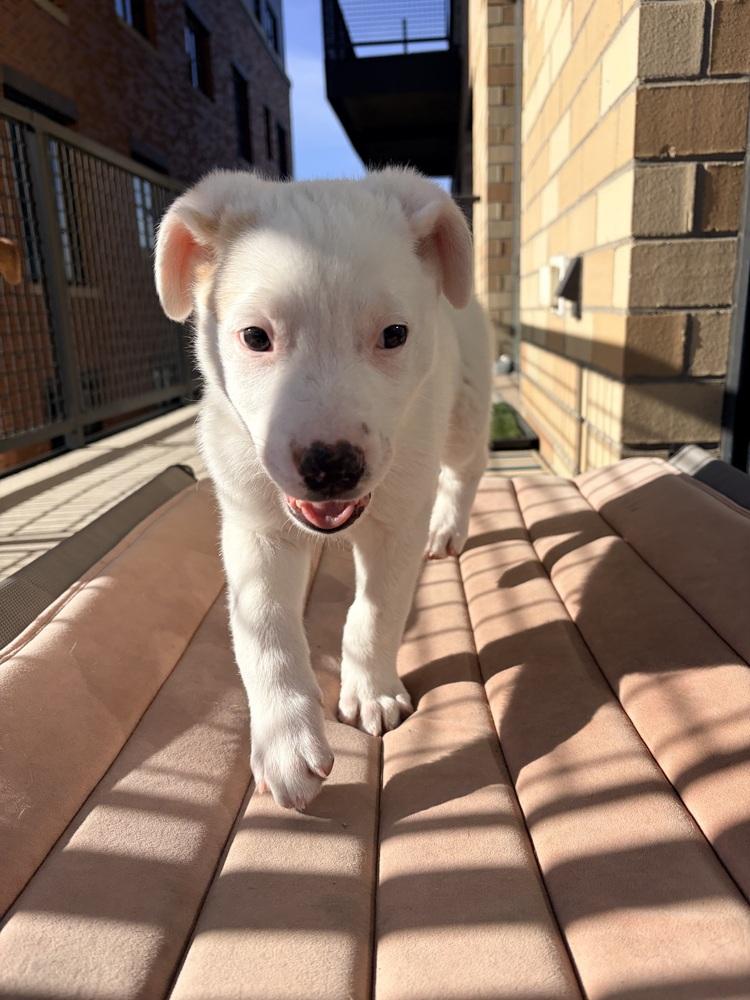Enlarge Linus, a Adoptable mixed breed in Denver, CO image 6/6