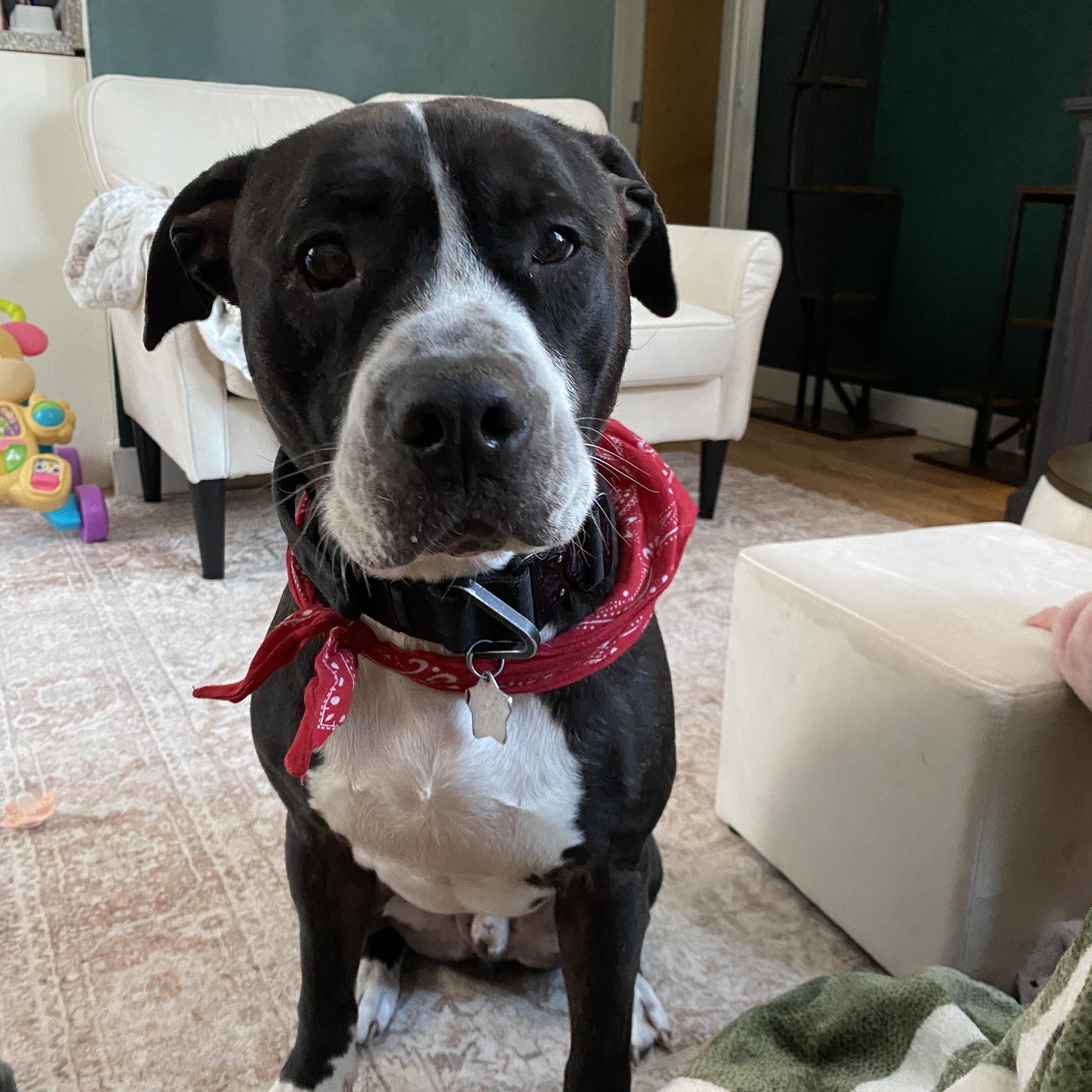 Enlarge TUCKER, a Adoptable mixed breed in Chicopee, MA image 3/5