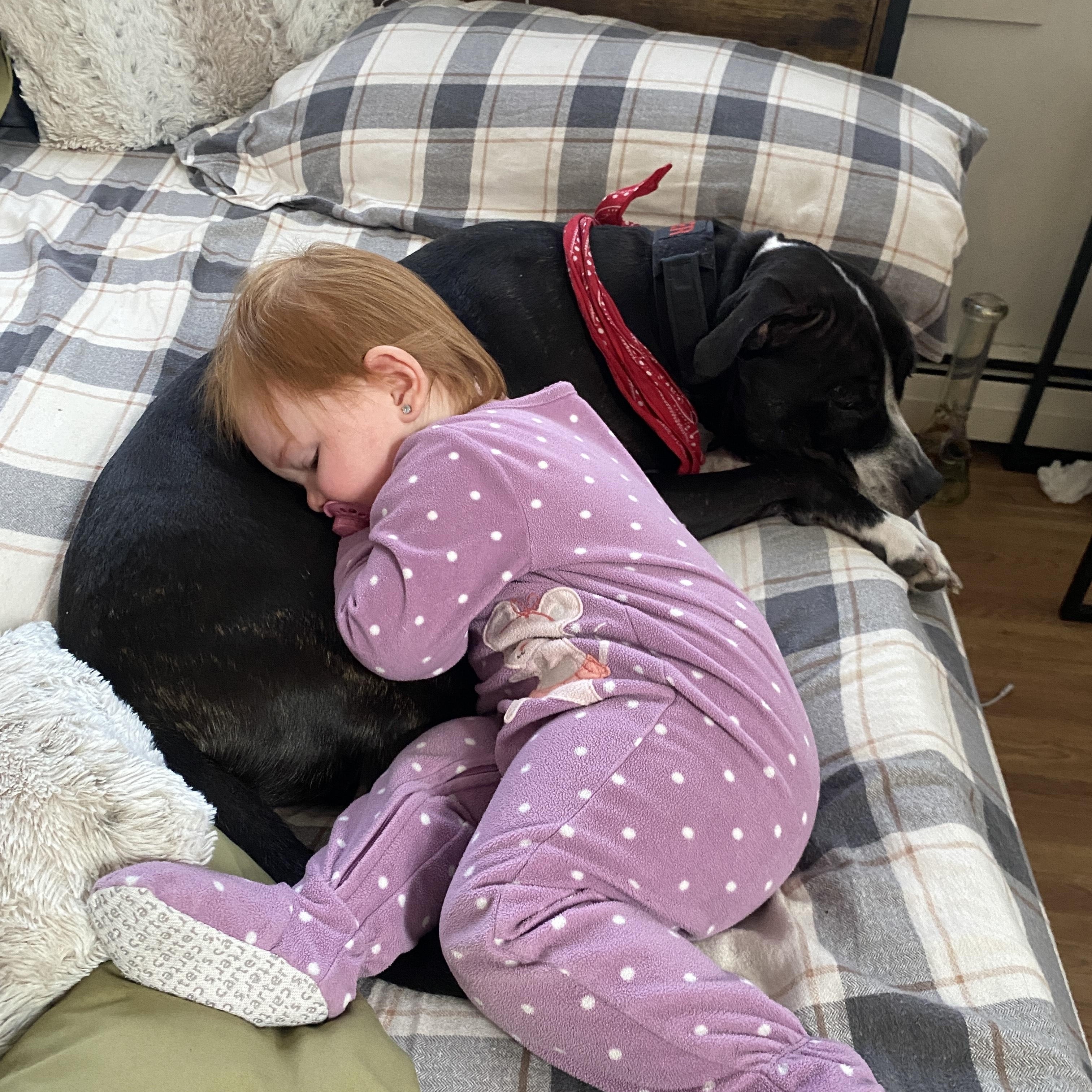 Enlarge TUCKER, a Adoptable mixed breed in Chicopee, MA image 5/5