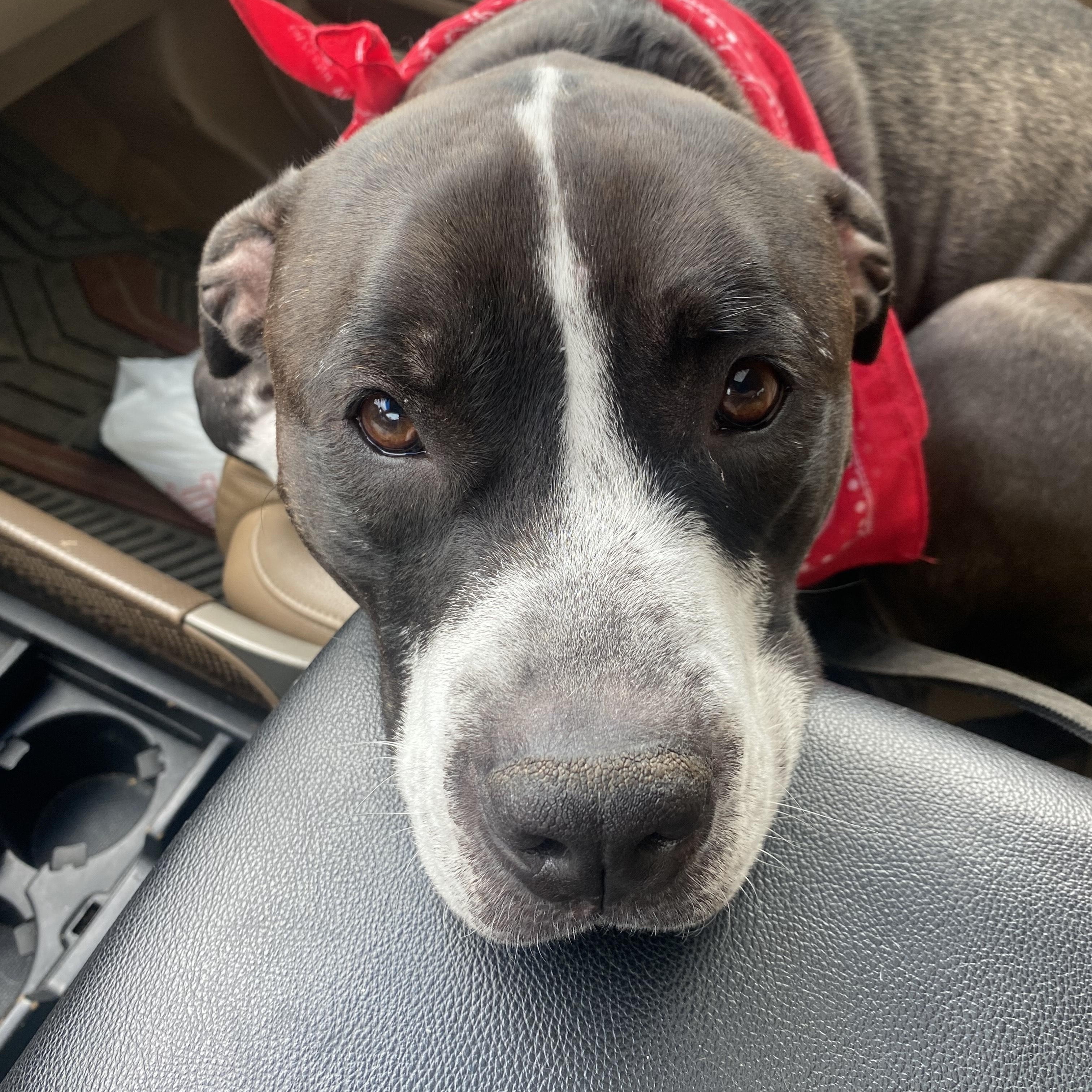 Enlarge TUCKER, a Adoptable mixed breed in Chicopee, MA image 4/5